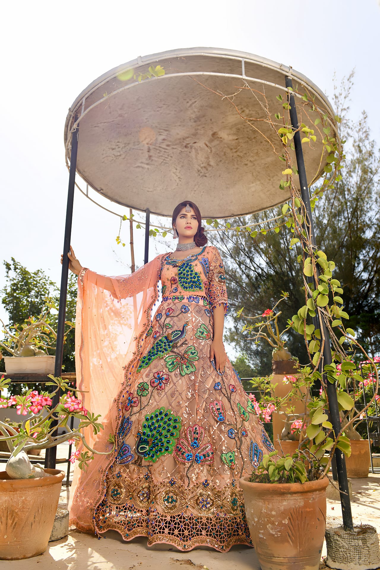 Peacock